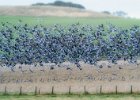 Jonathan Elliott - Pink Footed Geese Frenzy.jpg